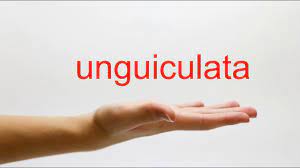 How to Pronounce unguiculata - American English - YouTube