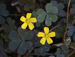 Image result for Oxalis corniculata