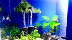 Peternakan puyuh yang mengedepankan konsep urban farming yang ramah lingkungan sehingga tidak mengganggu dan dapat menguntungkan masyarakat. 10 Model Tema Aquascape Terbaik Disertai Contoh Gambarnya Hobinatang