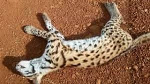 Ingin cari tempat beli hewan terpercaya? Save Kucing Hutan Komunitas Penghobi Hewan Unik Kal Bar Facebook