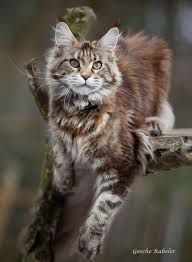 All kittens have been wormed with panacur flea treated with effipro they are eating wet and dry food and are litter trained. Kittens Near Me For Sale