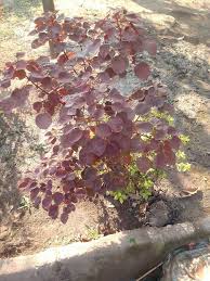 Image result for Euphorbia cotinifolia