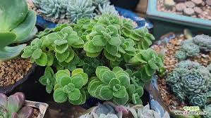 Image result for Plectranthus elegans