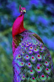 Purple Peacock Beautiful Birds Colorful Birds Colorful Animals
