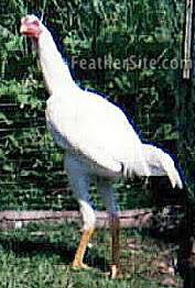 Where did the malay chicken breed come from? Malays