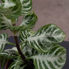 Image result for Xerophyta squarrosa