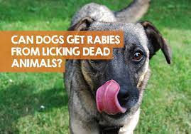 Can Dogs Get Rabies From Licking Dead Animals Blood Answer