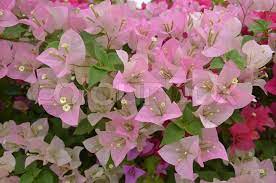 Untuk periode kedua ini saya mencoba. Bougainvillea Paper Flower Terat