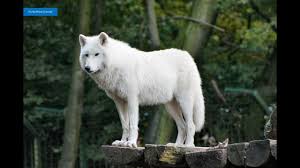 Bioma taiga adalah hutan yang tersusun dari satu spesies misalnya pinus, konifer, dan sejenisnya. Serigala Asli Ganas 4 Video Slideshow Binatang Seram Lucu Youtube