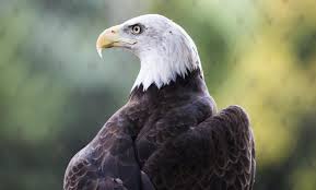 As a result of conservation efforts, the bald eagle population has risen from a mere 417 nesting pairs in 1963 to more than 9,700 nesting pairs in the lower 48 states today. Bald Eagle Smithsonian S National Zoo