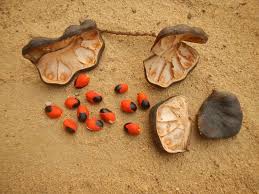 Image result for Afzelia