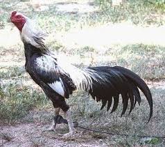 Download sabung ayam vietnam pukul mati. Ayam Burma Archives Juara303 Hobi Sabung Ayam