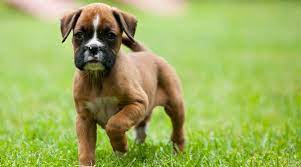 This testing helps when placing puppies and personality profling the correct puppy for every new families wants and needs whether for work, play, or show! Best Dog Foods For Boxers Puppies Adults Seniors