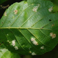 Resultado de imagen para ERIÓFIDOS