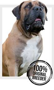 This handsome boy was found abandoned and is very underweight. Home Mighty Boerboele