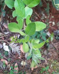 Image result for Maerua triphylla
