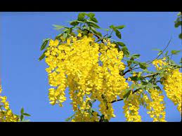 See more of lluvia de oro eco turismo cabaña y tambo on facebook. Lluvia De Oro Planta Suecia Hd Stock Video 382 164 914 Framepool Stock Footage
