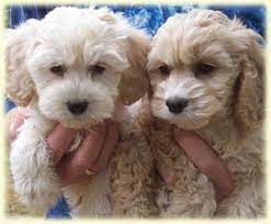 Are there shortmountain doodles and poos at cockapoo cottage? Home Puff N Stuff Cockapoos
