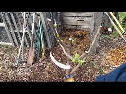 Bare roots should be kept moist and trees planted immediately. Pruning Newly Planted Bare Root Fruit Trees With Amazing Results Youtube
