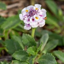 Image result for Phyla nodiflora