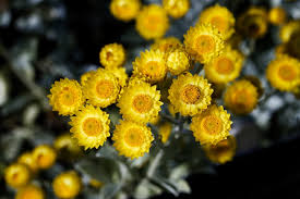 Image result for Helichrysum aureo-nitens