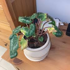 Image result for Cyclamen parviflorum