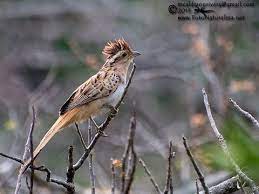 This resident cuckoo is found from mexico and trinidad south to bolivia and argentina. Tapera Naevia Youtube