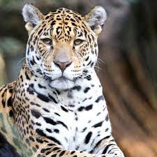 Did You Know The Population Of Jaguars Is Falling Rapidly Due To Deforestation Today The Amazon Rainforest Is O Rainforest Deforestation Amazon Rainforest