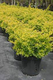 Filo Amarillo Plants
