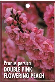It can grow to a height and spread of 20 feet, and will bloom in the spring. Tag Flowering Peach Double Pink Prunus Persica