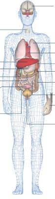 Learn vocabulary, terms and more with flashcards, games and other study tools. Bbc Science Nature Human Body And Mind Anatomy Organs Anatomy