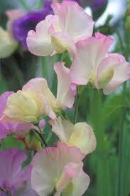 Pin On Garden Posies