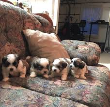 All of our puppies for sale come from usda licensed breeders and hobby breeders who have 5 or fewer breeding mothers, and whom we regularly screen for reputable. Mal Shi Puppies For Sale Sylva Nc 278983 Petzlover