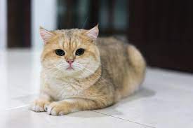 If you too want to have a fluffy couch potato in your home. Golden British Shorthair Orange Novocom Top