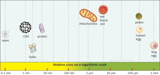 types of microorganisms microbiology