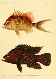 Pin By Viktors Ivanovs On Fish Illustration Fish Illustration Fauna Illustration Scientific Illustration