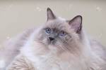 Ragdoll Cats Cat Breed Information, Pictures ...