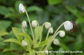 Image result for Rotheca aurantiaca