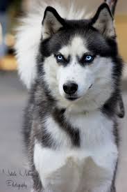 The undercoat comes out in clumps twice a year. Ice Soul By Natalie M Husky Puppy Siberian Husky Dog Husky Dogs