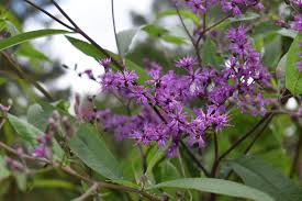 Image result for Vernonia helodea