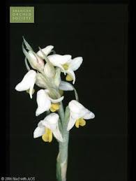 Image result for Zeuxine