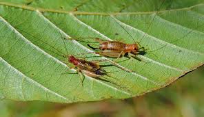 Image result for Tridactyle virginea