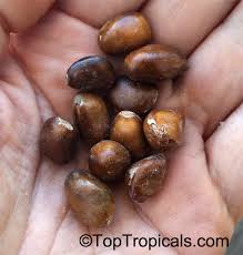 Image result for Monodora minor