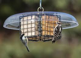 Bird Feeder Rain Guard Quadruple Sheltered Suet Feeder Homemade Bird Feeders Bird House Kits Birds