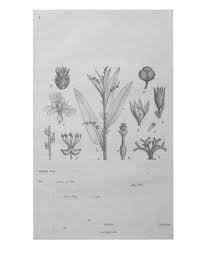 Image result for Clutia swynnertonii