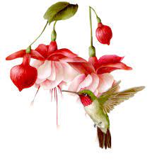 68277512 Cherswitznelson07sj Png Narisovat Cvety Cvety Botanicheskie Printy