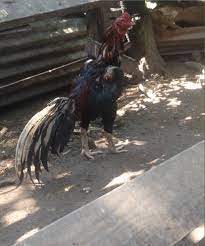 Ayam umbut nyiur rm 250 khas untuk buat bela saje leh jari belakang dah rosak untuk peminat peminat ayam sahaja. Lagi Antara Koleksi Reban Ayam Sabung Quraisya Farm Facebook