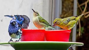 Bird With Colorful Feathers Name 25 Different Types Of Birds With Names And Pictures Birds Some Amazing Facts Colorful Feathers