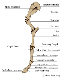 Human body activity book for kids hands on fun for grades k. Blue Roan Pony Leg Bone Anatomy Www Anatomynote Com Horse Anatomy Dog Anatomy Anatomy Bones