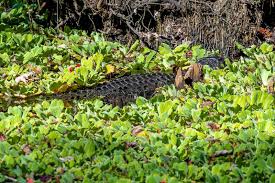 We did not find results for: 170 Alligator Nest Photos Free Royalty Free Stock Photos From Dreamstime